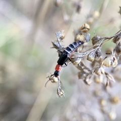 Carphurus angustatus