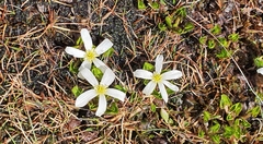 Caltha obtusa