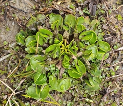 Caltha obtusa