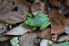 Smilisca cyanosticta