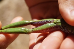 Smilisca cyanosticta