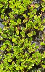 Caltha obtusa