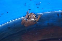 Smilisca cyanosticta