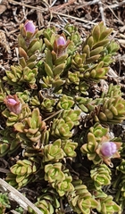 Veronica densifolia