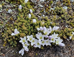 Veronica densifolia