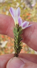 Veronica densifolia