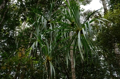 Pandanus benstoneoides