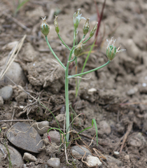 Ornithogalum sintenisii