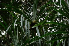 Pandanus benstoneoides