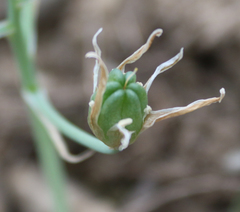 Ornithogalum sintenisii