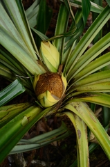 Pandanus benstoneoides