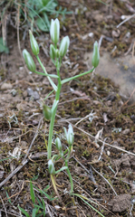 Ornithogalum sintenisii