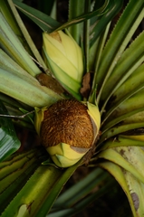Pandanus benstoneoides
