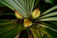 Pandanus benstoneoides