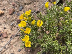 Argyrolobium pachyphyllum