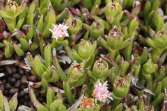Carpobrotus edulis parviflorus
