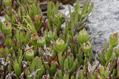 Carpobrotus edulis parviflorus