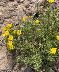 Argyrolobium pachyphyllum