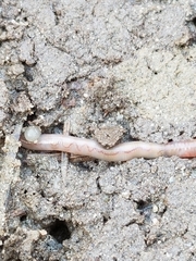 Oligochaeta