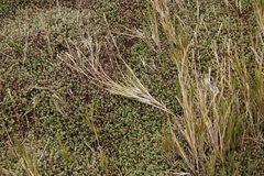 Cliffortia tricuspidata
