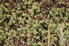 Cliffortia tricuspidata