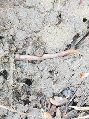 Oligochaeta