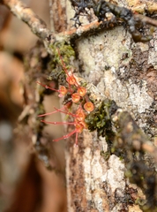 Wikstroemia
