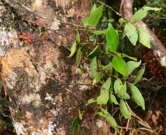 Wikstroemia