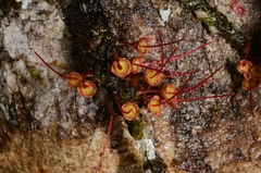 Wikstroemia