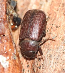 Maechidius
