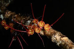 Wikstroemia