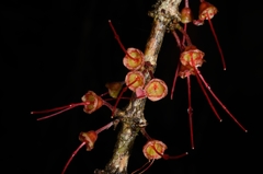 Wikstroemia
