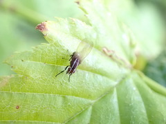 Poecilohetaerus aquilus