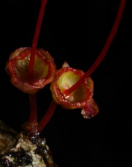 Wikstroemia