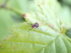 Poecilohetaerus aquilus