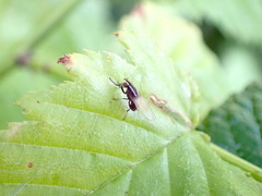 Poecilohetaerus aquilus