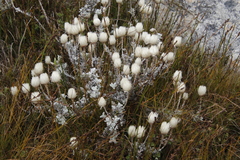 Syncarpha lepidopodium