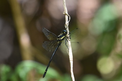Eusynthemis aurolineata