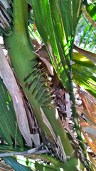 Calamus moti