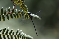 Eusynthemis aurolineata