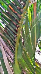 Calamus moti