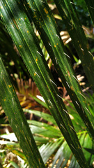 Calamus moti