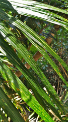 Calamus moti