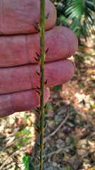 Calamus moti
