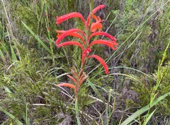 Watsonia angusta