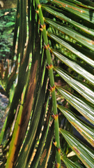 Calamus moti