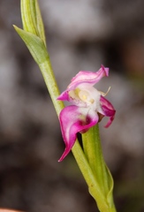 Disperis paludosa
