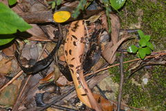 Eumalacostraca
