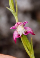 Disperis paludosa