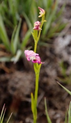 Disperis paludosa